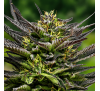 М'ятне Желе (Auto.Fem.) 1 шт. / Mint Jelly 2026 